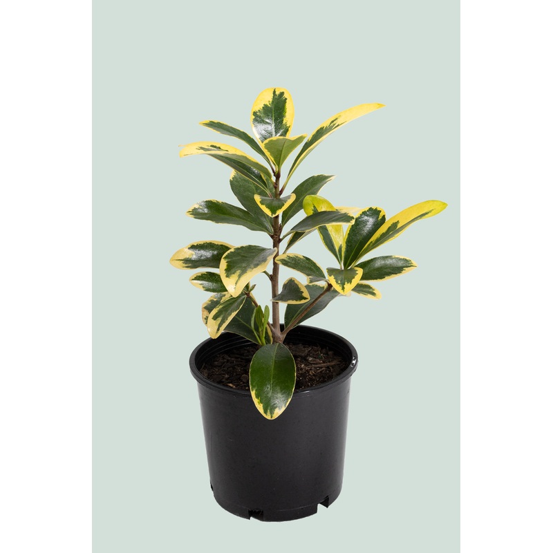 Variegated Karaka (NZ Native) – Corynocarpus laevigatus – 2.5L / 17cm / Medium