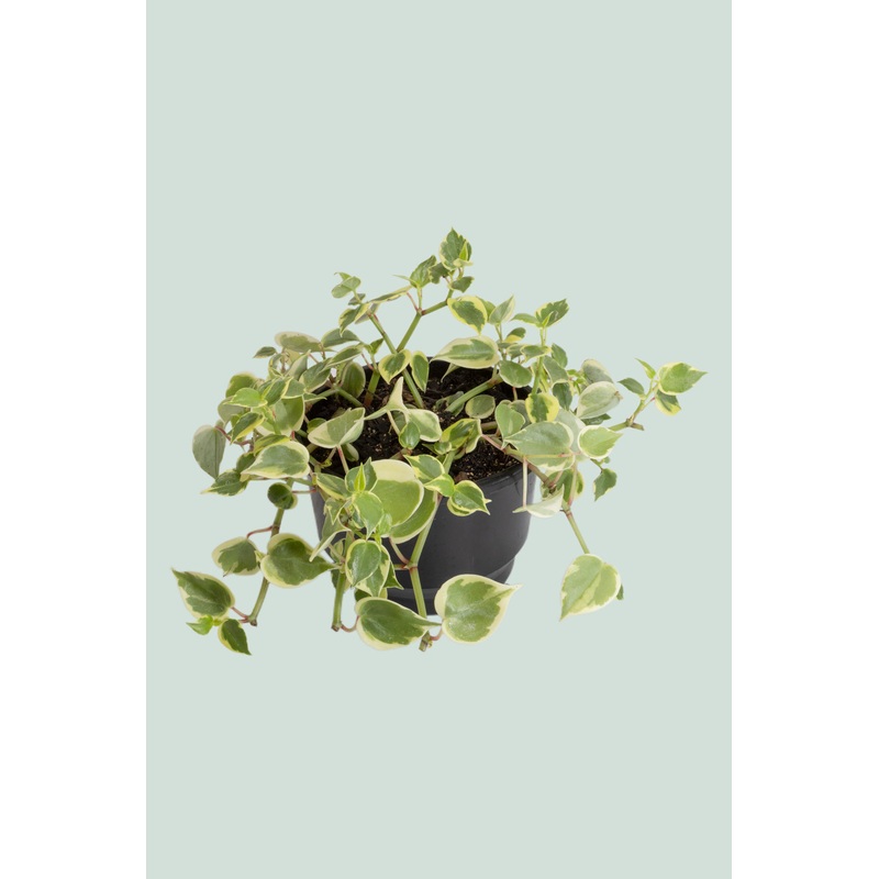 Variegated Peperomia scandens – 2L / 17cm / Medium