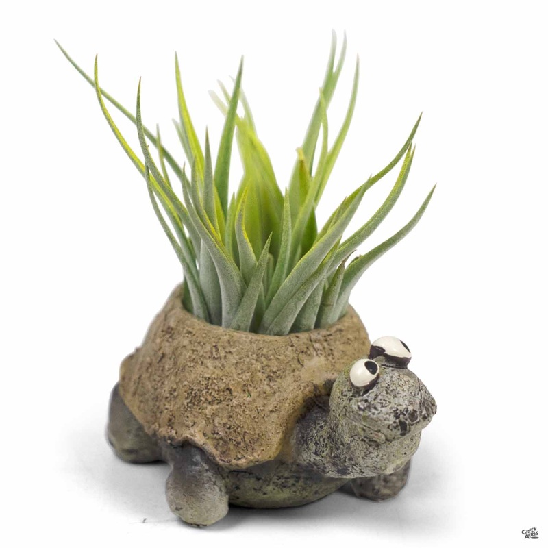 Baby Preston The Tortoise Mini Planter