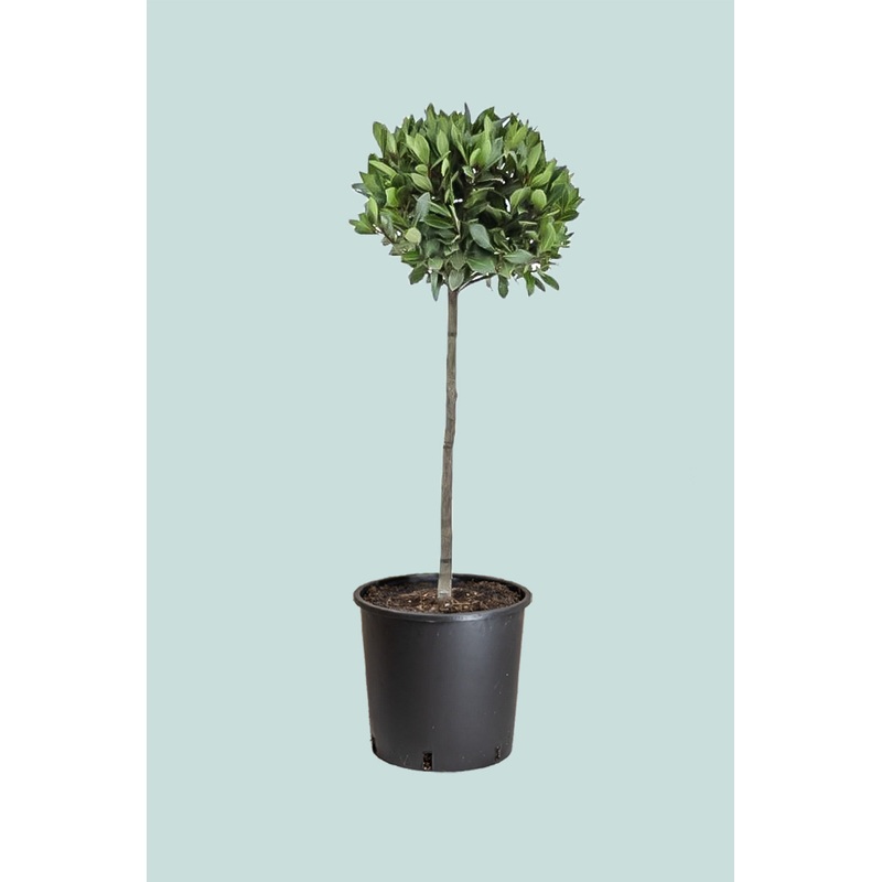 Bay Tree Standard –  10L / 25cm / XL