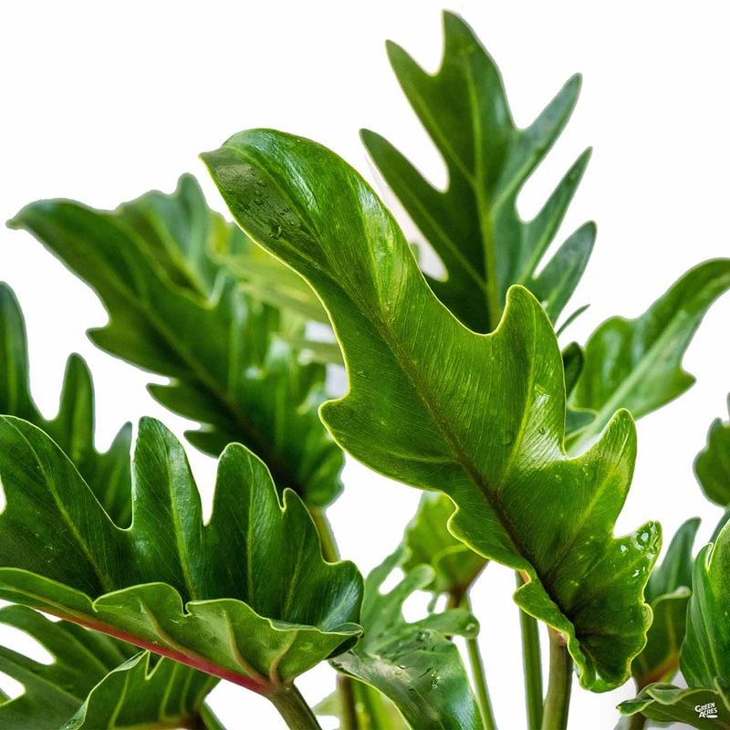 Big Leaf Philodendron|2 gal