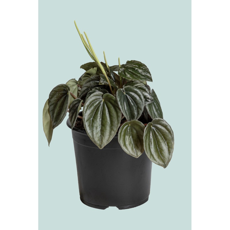 Bronze Beauty – Peperomia caperata – 1L / 14cm / Small