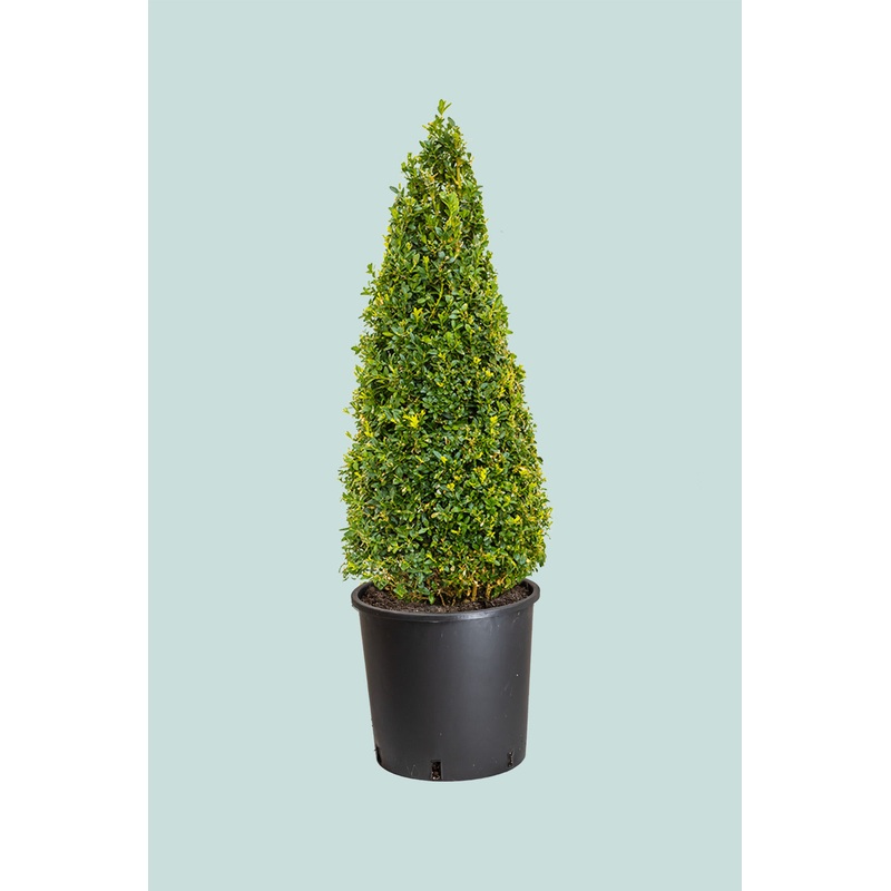 Buxus Cone –  10L / 25cm / XL