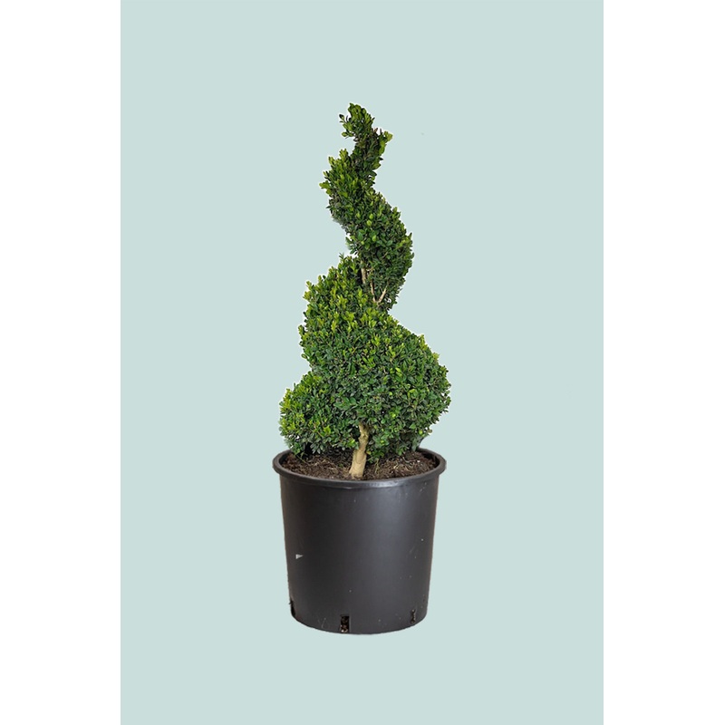 Buxus Corkscrew –  10L / 25cm / XL