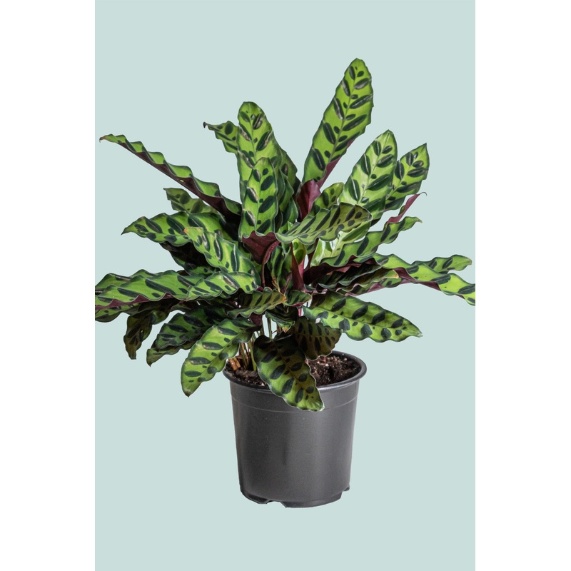 Calathea insignis ‘Rattlesnake’  – 1L / 14cm / Small