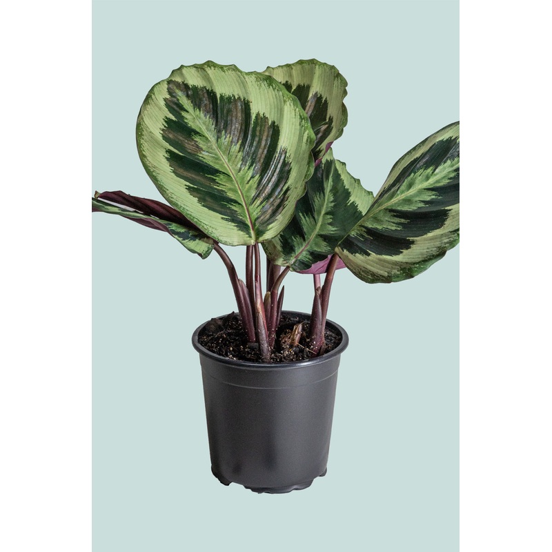 Calathea ‘Shinestar’  – 2.5L / 17cm / Medium