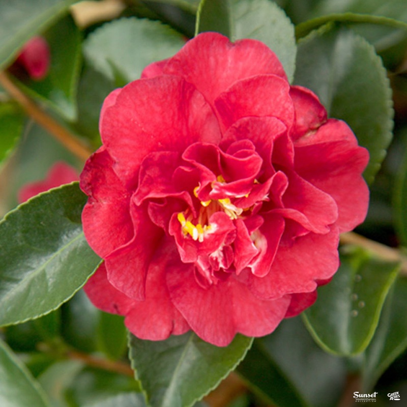 Camellia s. ‘October Magic Ruby’