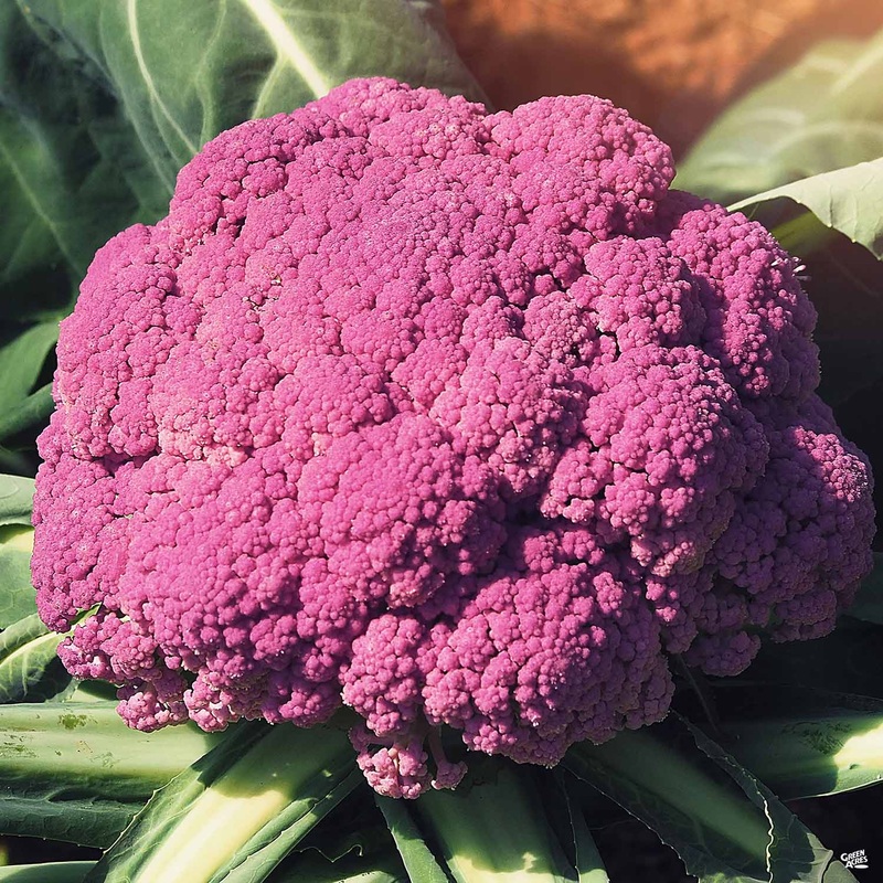 Cauliflower De Purple|4″|6-pack