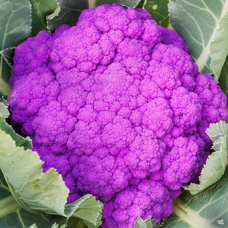 Cauliflower Graffiti|3.25″ [v::tx]