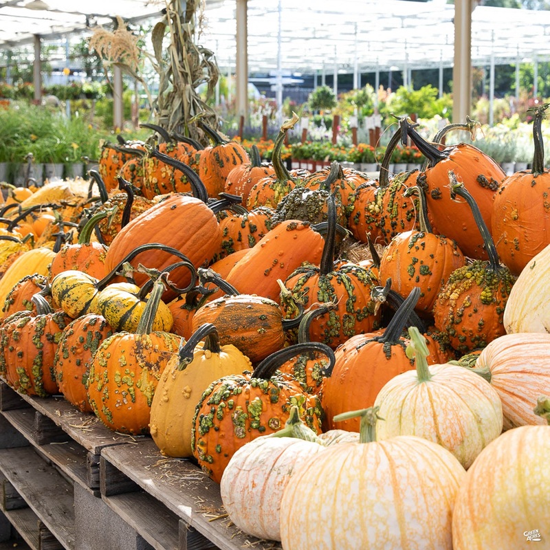 Fall Pumpkins|Minis|Small Carver|Medium Carver|Large Carver|Small Specialty|Large Specialty|Big Max|Minis [v::tx]|Small Carver [v::tx]|Medium Carver [v::tx]|Large Carver [v::tx]|Small Specialty [v::tx]|Large Specialty [v::tx]|Big Max [v::tx]