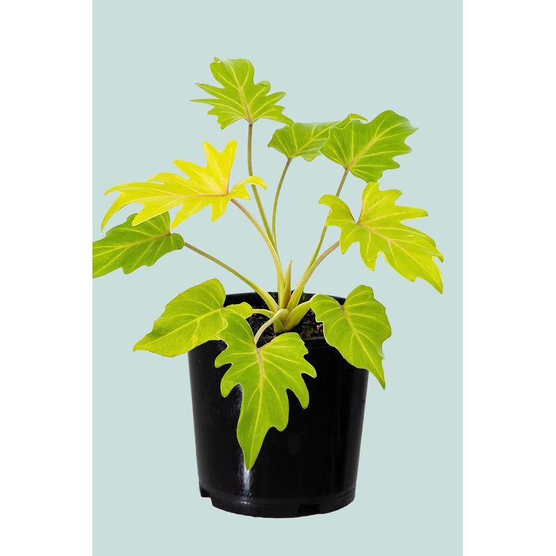 Gold Bullion Philodendron xanadu aurea – 2.5L / 17cm / Medium