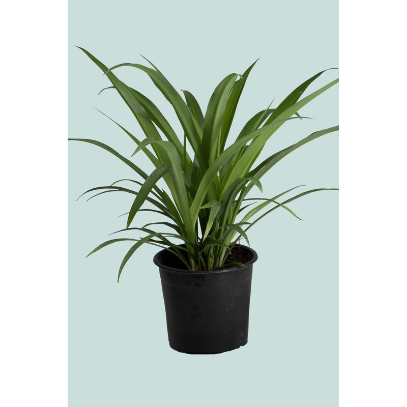 Green Spider Plant – Chlorophytum comosum – 1L / 14cm / Small