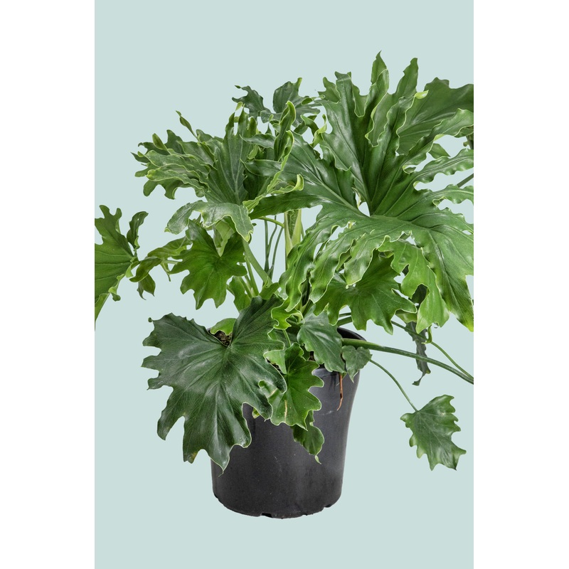 Indoor Philodendron selloum – Split leaf – 25cm / 10L / Large