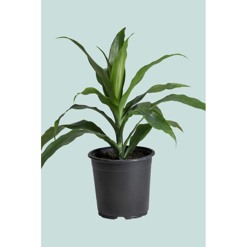 Janet Craig Dracaena – 2.5L / 17cm / Medium