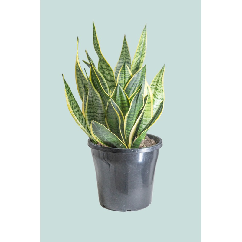 Mother in Laws Tongue – Dracaena trifasciata (Sansevieria) – 10L / 25cm / Large