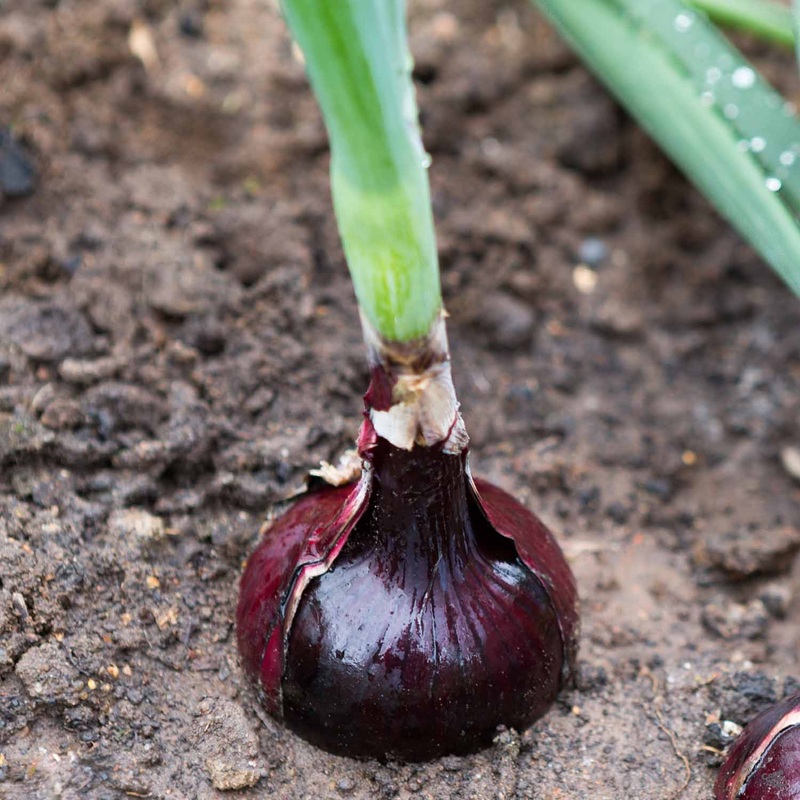 Onion ‘Red’|6-pack|50-75 count bunch [v::tx]
