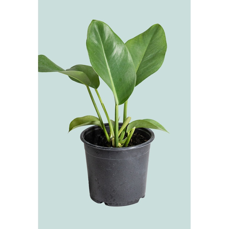 Paddle Leaf Philo – Philodendron renauxii – 1.3L / 14cm / Small