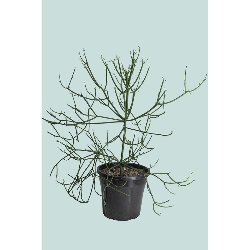 Pencil Cactus – Euphorbia tirucalli – 10L / 25cm / Large