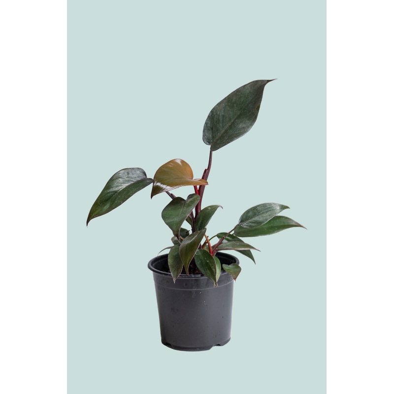 Philodendron Royal Queen – Philodendron erubescens – 1.3L / 14cm / Small