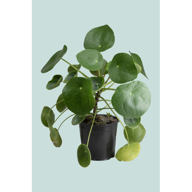 Pilea peperomioides – Chinese Money Plant – 1L / 14cm / Small