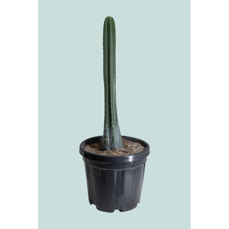 San Pedro Cactus – Trichocereus pachanoi – 10L / 25cm / Large