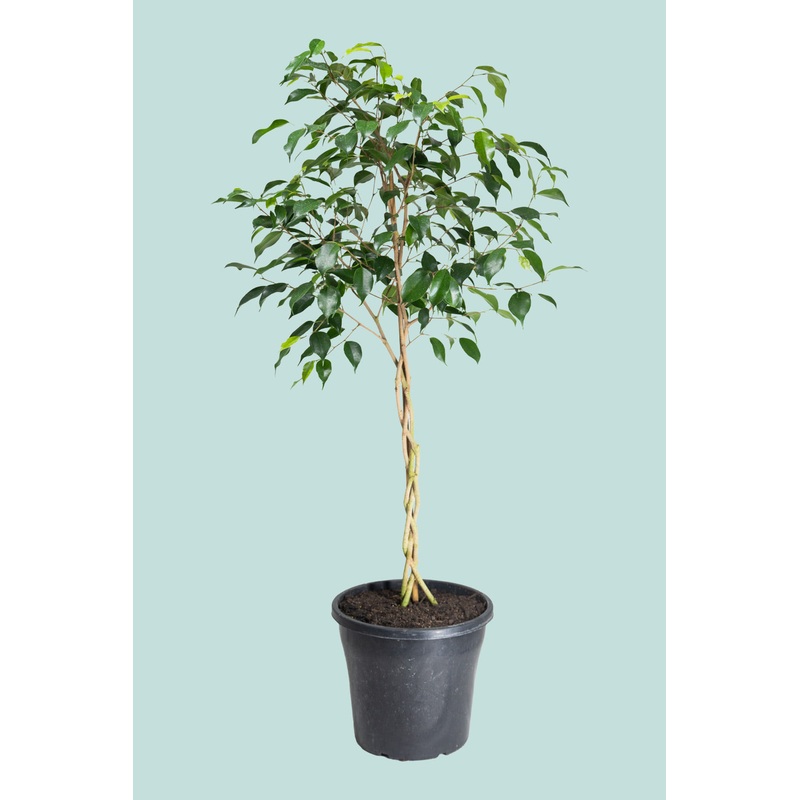Standard Braided Evergreen Weeping Fig – Ficus benjamina – 10L / 25cm / Large