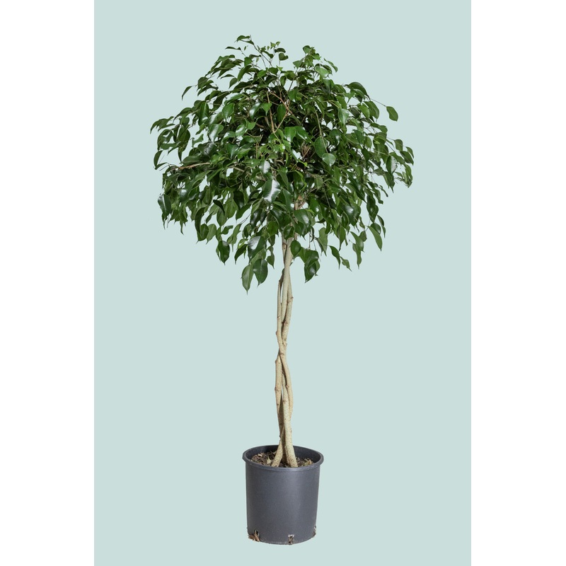 Standard Braided Evergreen Weeping Fig – Ficus benjamina XL
