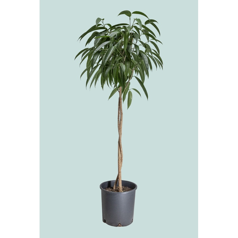 Standard Sabre Leaf Fig (Alii Fig) – Ficus maclellandii 25cm / 10L / Large