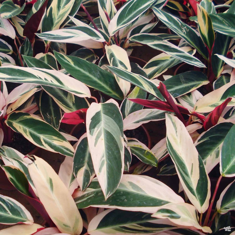 Stromanthe ‘Triostar’|6″