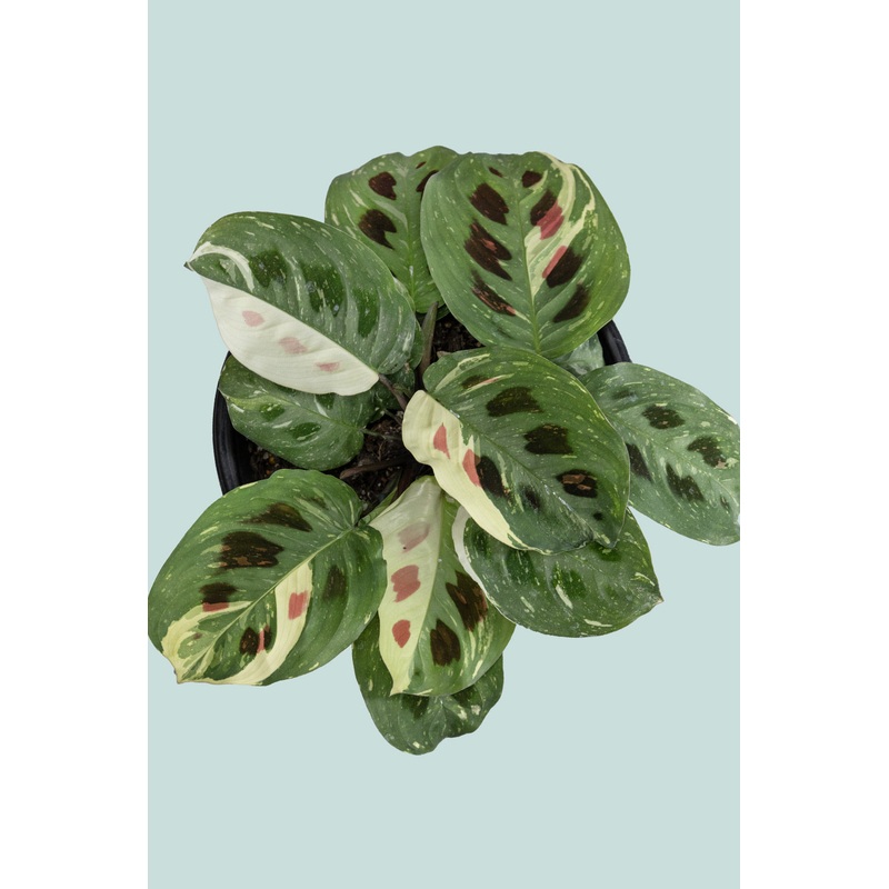 Variegated Prayer Plant – Maranta leuconeura – 1L / 14cm / Small