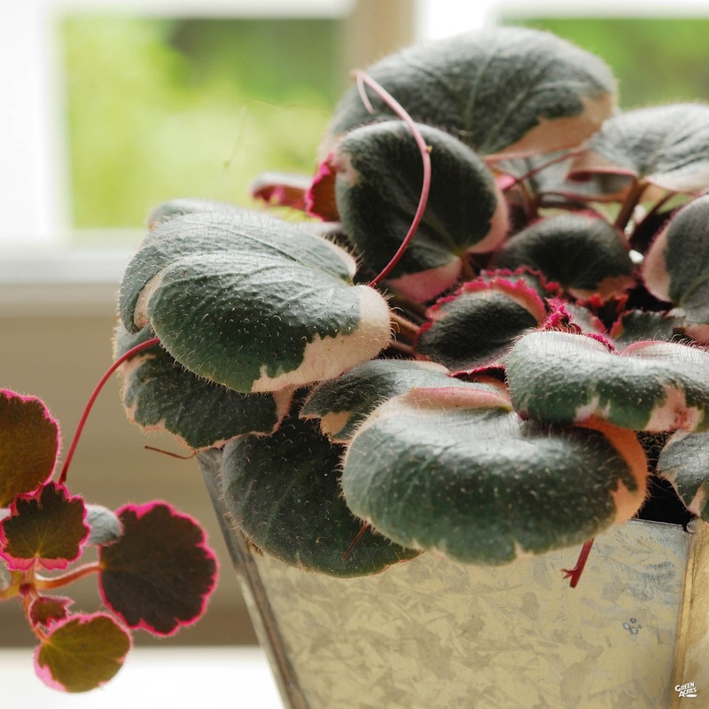 Variegated Strawberry Begonia|4″