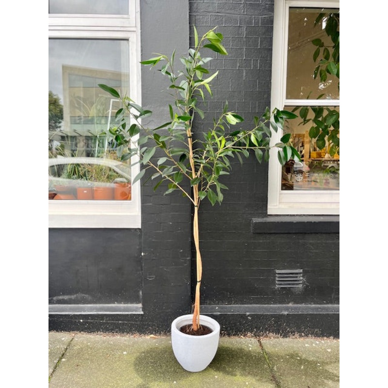 2m Standard Ficus Spiral in 25cm Nursery Pot – 2