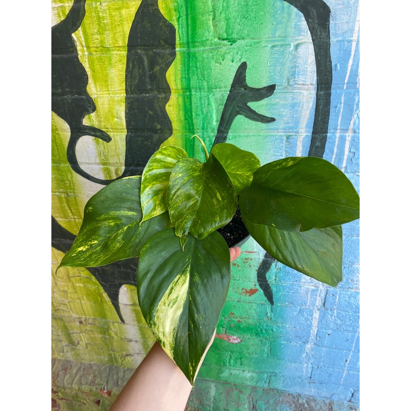 6.5 Hawaiian Pothos