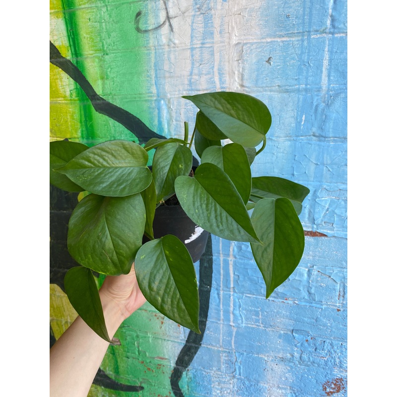 6.5 Pothos Golden