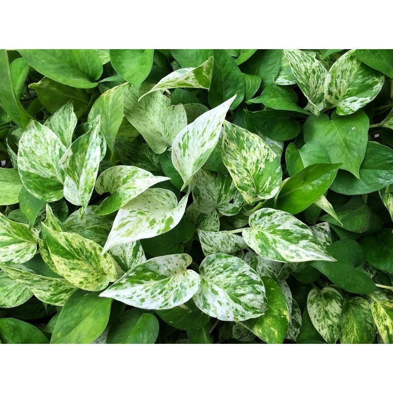 6 Plant + Ceramic Potcover Set | Corporate Gifting
