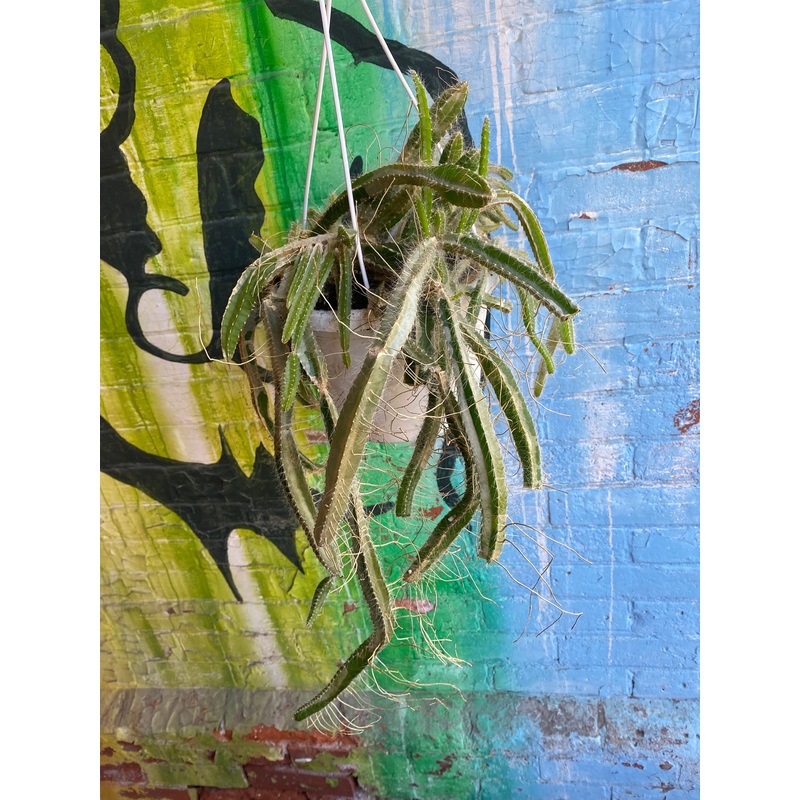 8 Dragon Fruit Hanging Basket