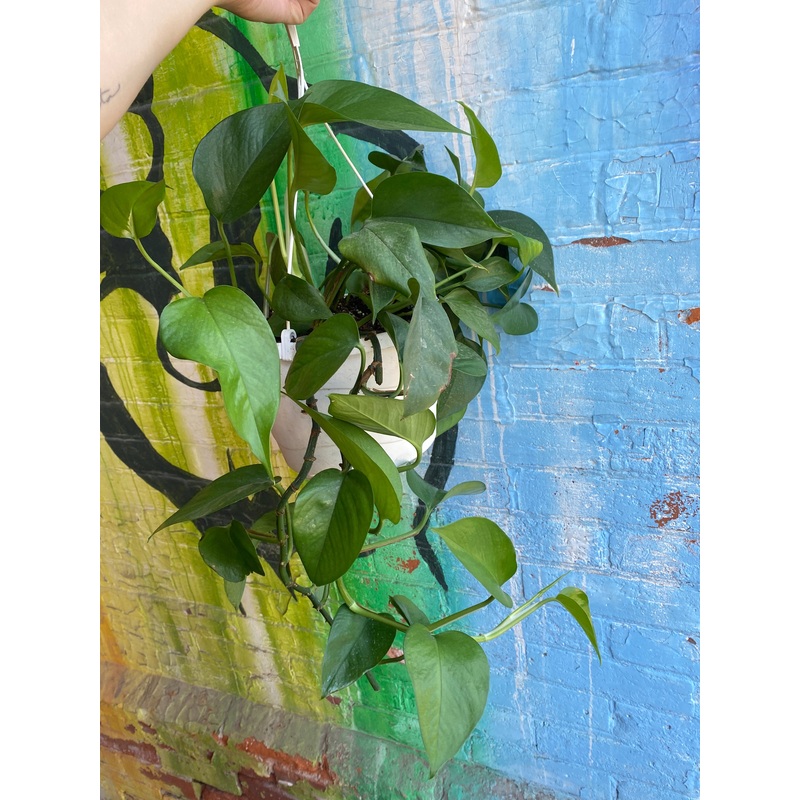 8 Jade Pothos Hanging Basket