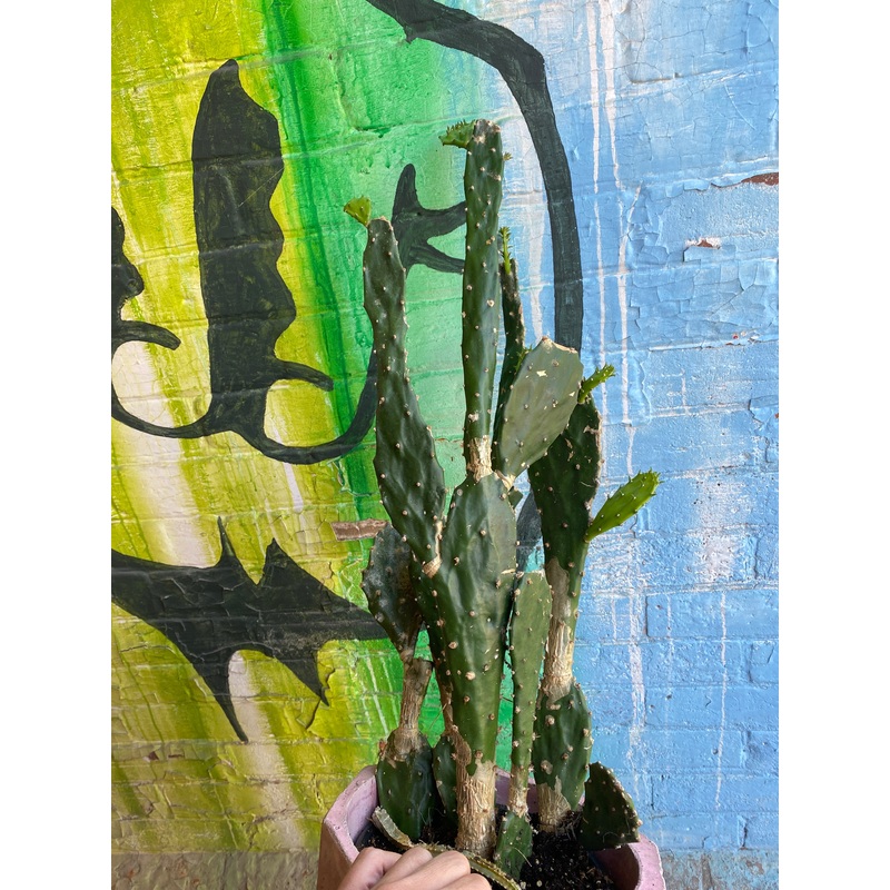 8 Opuntia Ficus-Indica