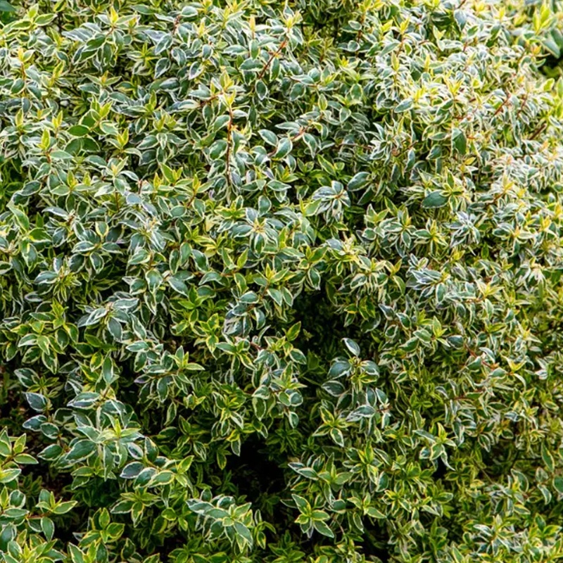 Abelia ‘Radiance’|03T [v::tx]