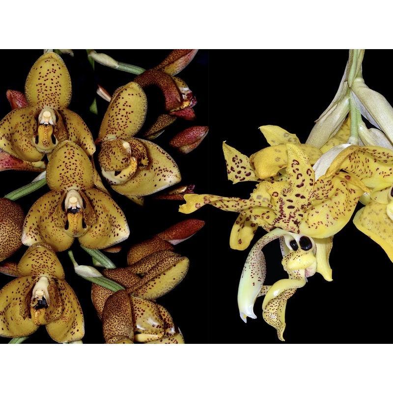 Acineta antioquiae x Stanhopea wardii