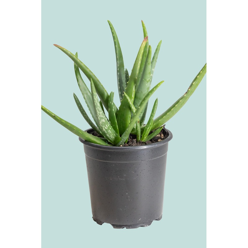 Aloe Vera  – 2.5L / 17cm / Medium