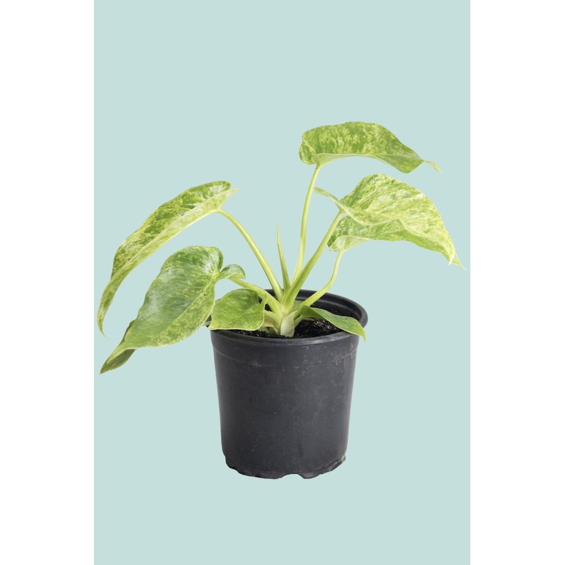 ‘Blizzard’ – Philodendron giganteum- 2.5L / 17cm / Medium