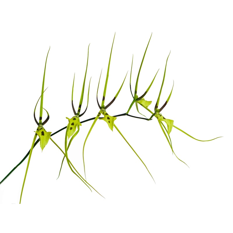 Brassia gireoudiana