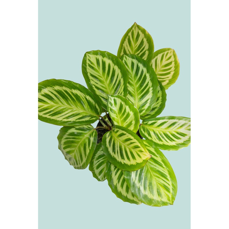 Calathea Peacock   – 1.3L / 14cm / Small