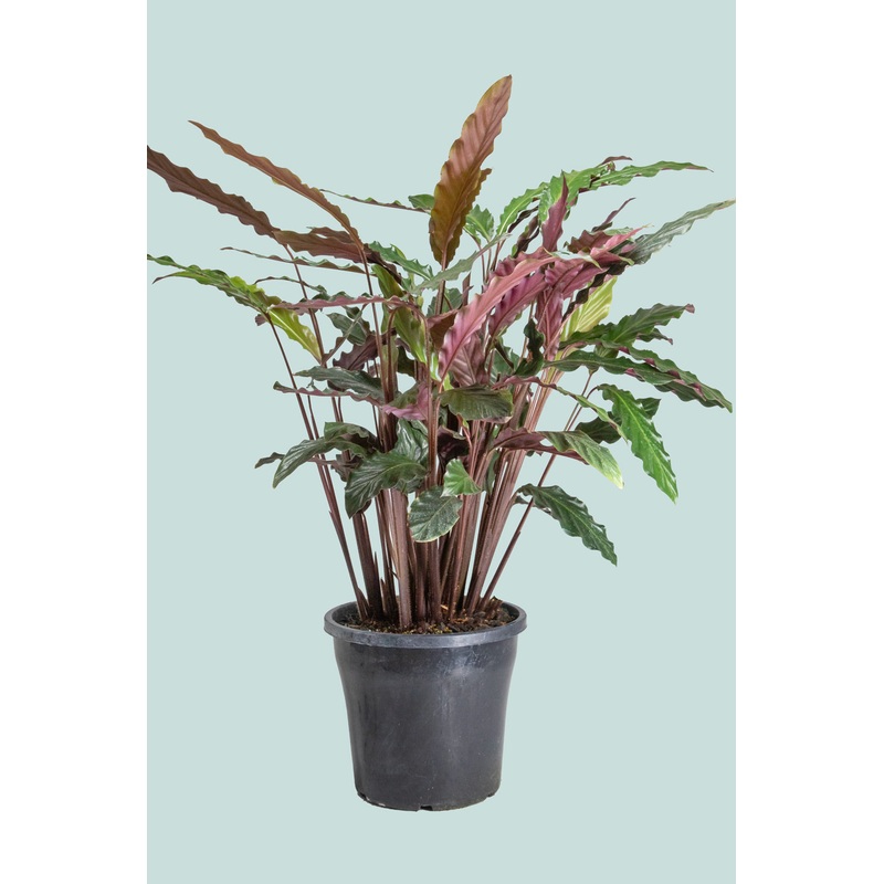 Calathea rufibarba – 10L / 25cm / Large