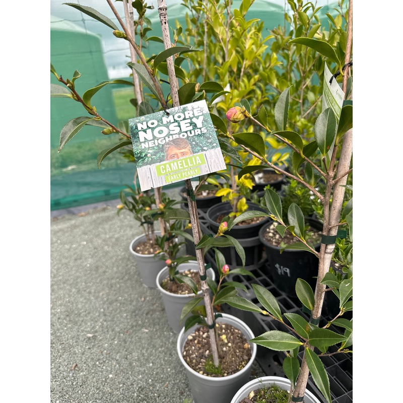Camellia early pearly sasanqua 3.5L