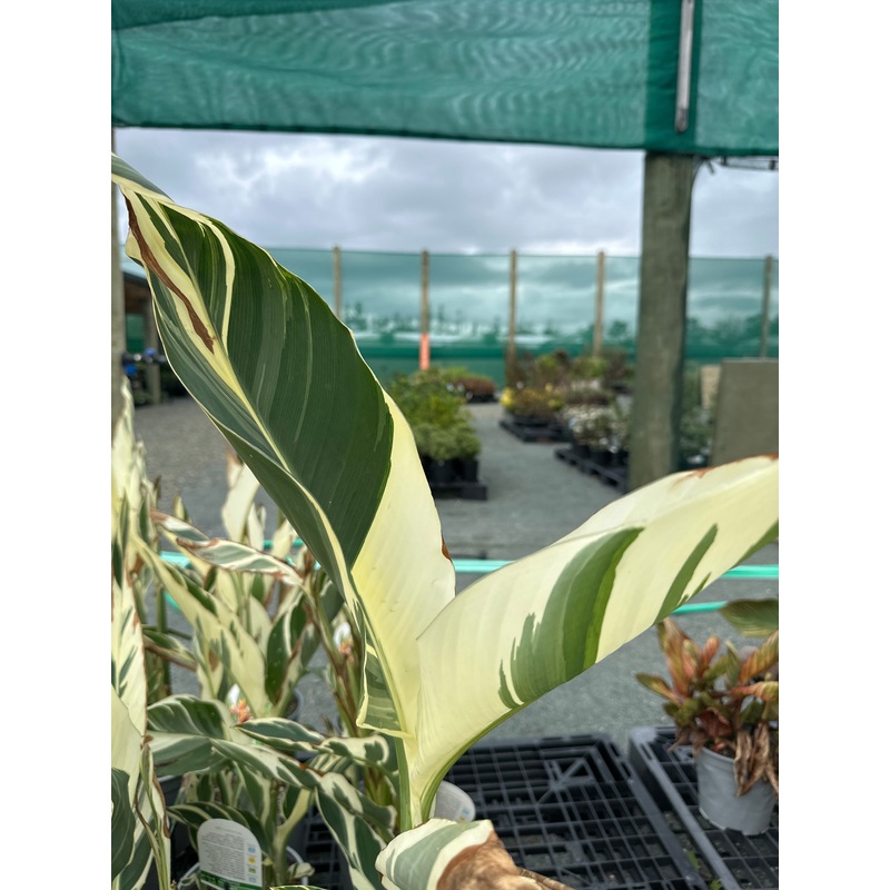 Canna Stuttgart
