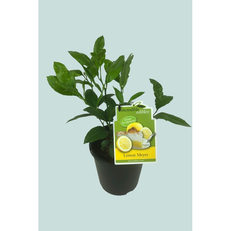 Citrus Meyer Lemon 3L / 17cm / Medium