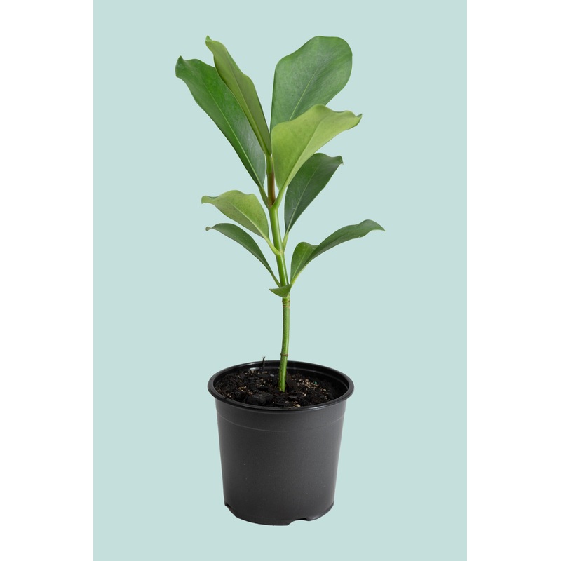 Clusia major – Autograph Tree – 1.3L / 14cm / Small