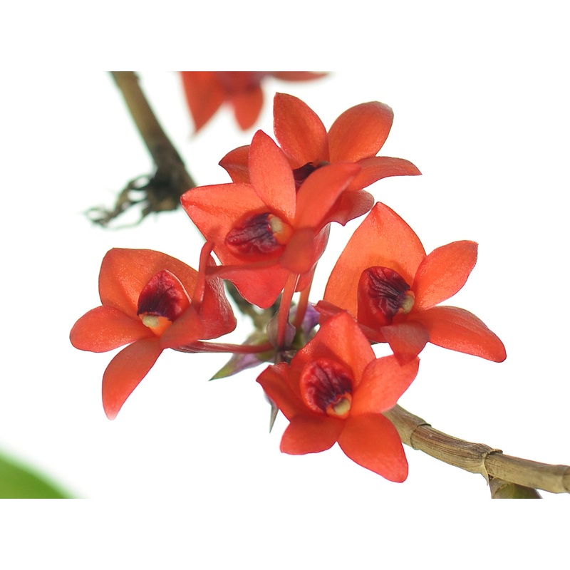 Dendrobium Gowan’s Tangello